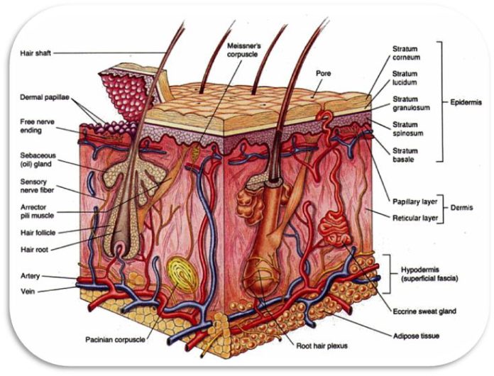 The Importance of the Skin - Find Any Infos Here | Masezza