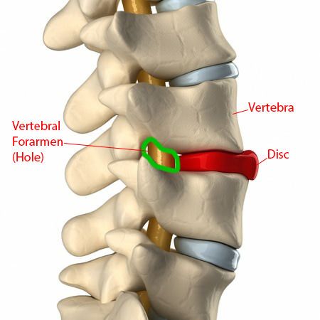 Anatomy of the Foramen Transversarium - Find Any Infos Here | Masezza