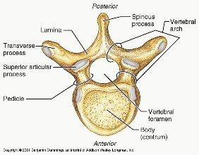 Anatomy of the Foramen Transversarium - Find Any Infos Here | Masezza